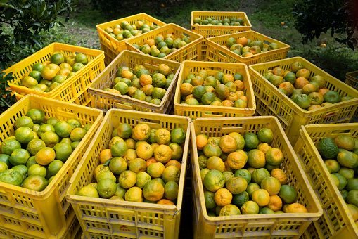 Baskets of ripe oranges in the orchard