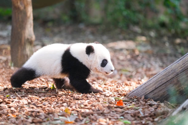 istock have fun in the panda garden 1448459535