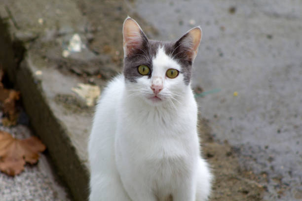 istock Portrait of a stray cat 1448459601