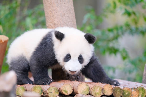 istock have fun in the panda garden 1448459644