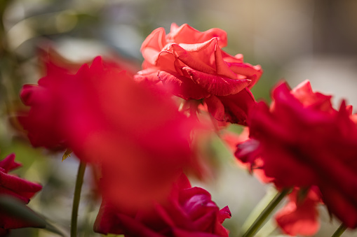 Close-up of red roses bush on an evening sun.