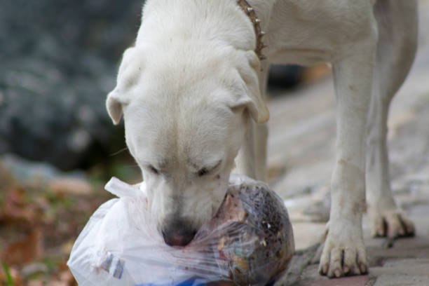 istock A white dog sniffing the garbage bag 1448460455