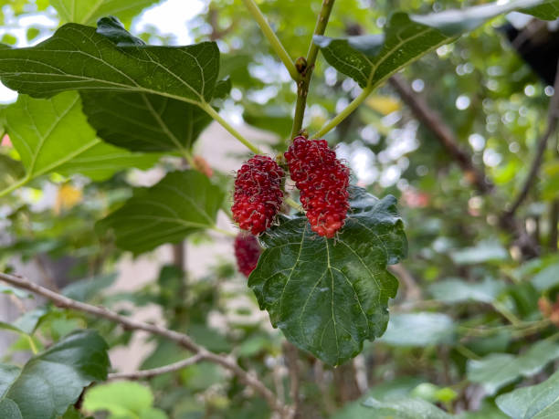 istock Red mulberry fruit on the branch. 1448460666