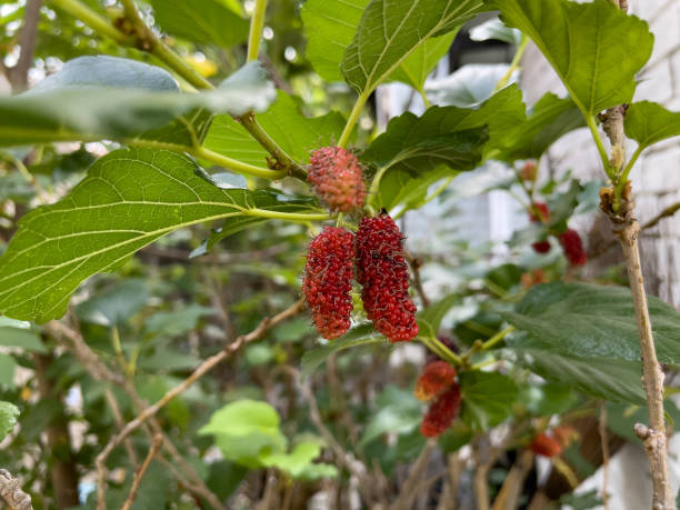 istock Red mulberry fruit on the branch. 1448460671