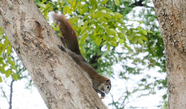 istock The little squirrel ate the nuts with great pleasure. 1448460726