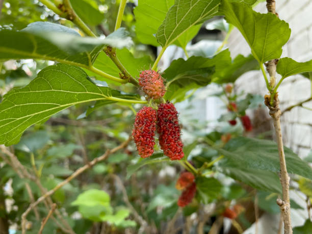 istock Fresh mulberry fruits on the tree. 1448460744
