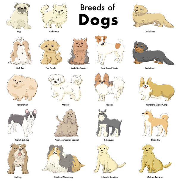 простой и симпатичный популярный вид собаки породы нарисованных вручную линий рисование векторных иллюстраций набор - mixed breed dog illustrations stock illustrations
