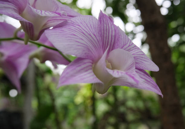 Orchid in macro