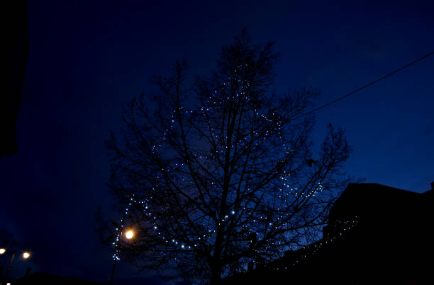 istock backlighting of stones placed on the pavement. it forms a barrier as well as an interesting architectural element. supplementing the crown of the tree with a light chain with LED bulbs. lawn, yard 1448460760