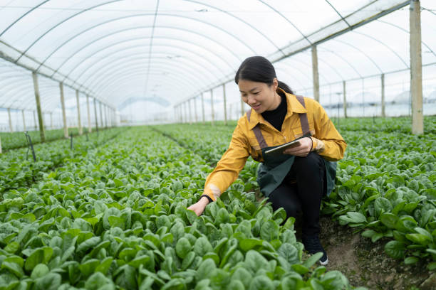 istock Female farmer checking the growth of vegetables with a tablet 1448462645