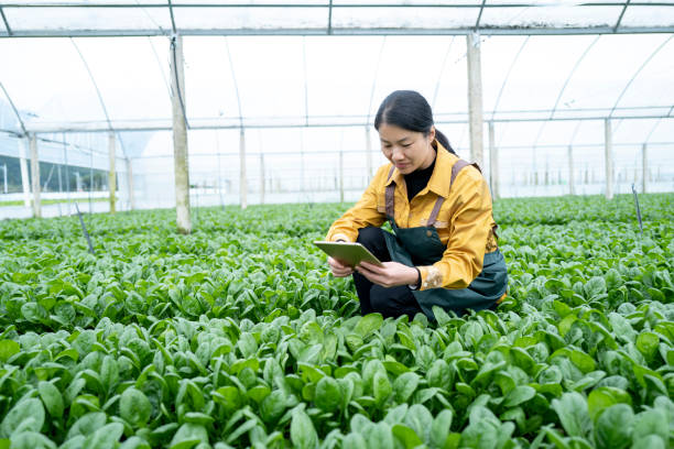 istock Female farmer checking the growth of vegetables with a tablet 1448462654