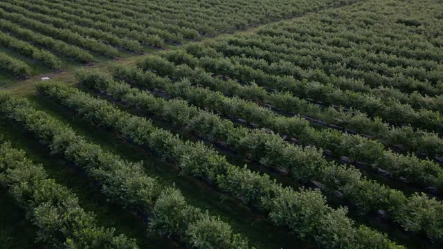 Aerial drone view Blueberry bush field, organic ripe. Blue berry hanging on a branch,