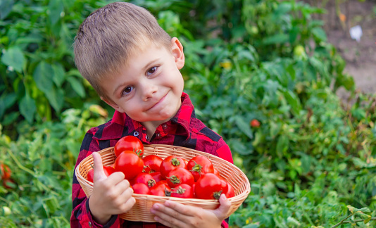 The boy is holding a basket of tomatoes. Freshly picked vegetables from the farm. Selective focus