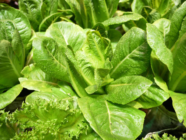 istock Green lettuce salad plants and water drops 1448465908