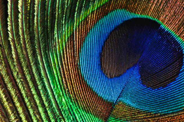 istock Peacock feather closeup. Colorful feather. Feather in full frame. 1448467078