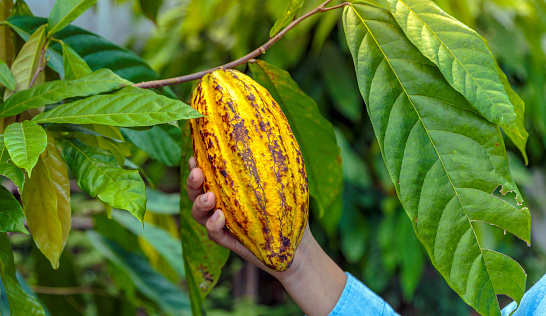 agriculture yellow ripe cacao pods in the hands of a boy farmer, harvested in a cocoa plantation