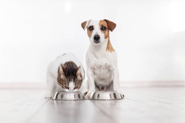 istock Puppy eats dog food from a bowl 1448468295