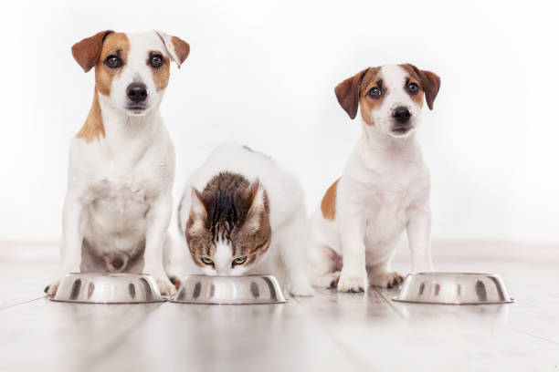 istock Dogs and cat eats dog food from bowl 1448468297