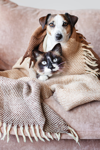 Dog and cat looking at camera. Pets hid from the cold under a warm blanket