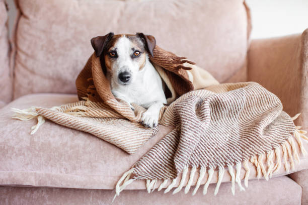 istock Dog in wool cozy blanket sitting on sofa 1448468303