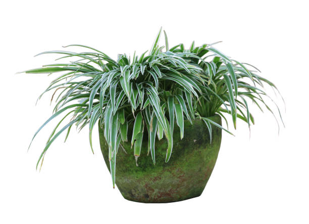 istock House plant in pot isolated on white background with clipping path 1448469698