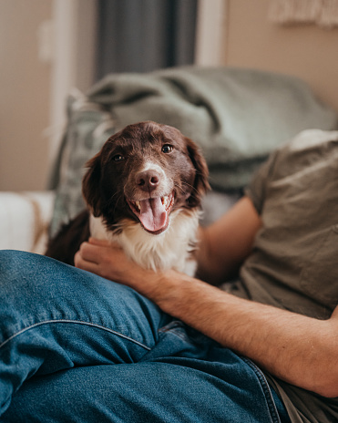 Cute dog and his new owner in the sofa at home
Springer spaniel mix breed dog
