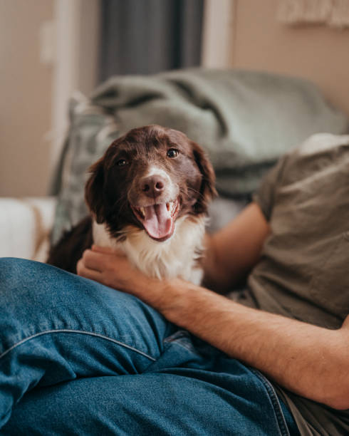 Słodki pies i jego nowy właściciel na kanapie w domu po znalezieniu nowego domu psu ratowniczego – zdjęcie