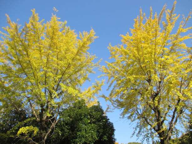 istock Beautiful yellow ginkgo tree in autumn in Japan 1448469921