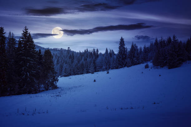 istock snow covered glade in coniferous forest at sunset 1448470575