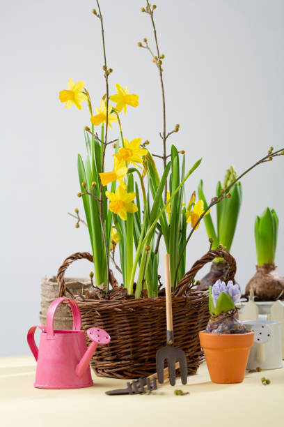 istock Spring concept garden tool and flowers daffodil in pot 1448471223