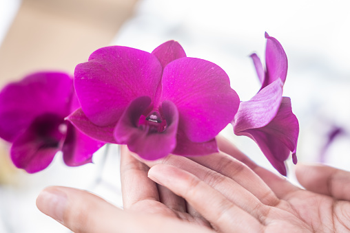 Close-up woman hands touching pink flower and leaves of the phalaenopsis orchid in a flower pot in the green house. Care of a houseplant. Home garden. Room interior decoration.