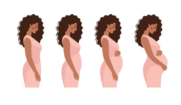 Black pregnant woman, trimester pregnancy. Fetal stages, infographic with mom to prepare for childbirth. Flat vector cartoon illustration. Black pregnant woman, trimester pregnancy. Fetal stages, infographic with mom to prepare for childbirth. Flat vector cartoon illustration pregnant clipart stock illustrations