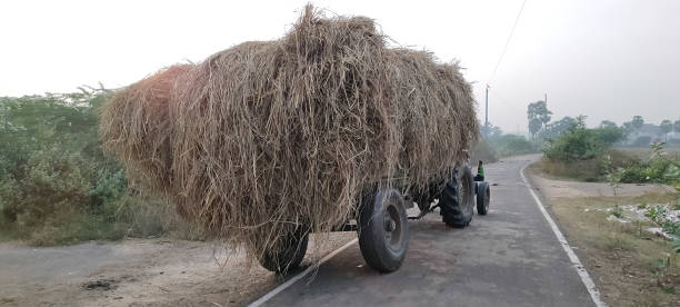 istock Paddy grass  transportation in rural area 1448473372