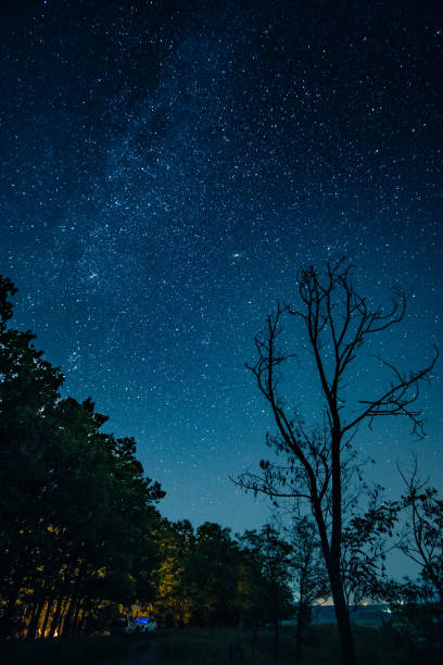 Starry sky above forest belt