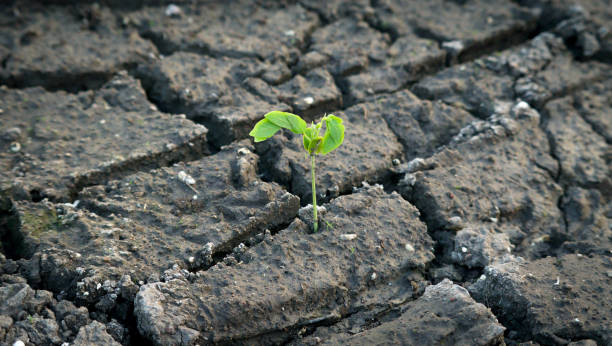 Dry soil after water recedes young green plants are growing protecting nature Nourishing the plants World Environment Day To help the world look beautiful, Forest conservation concern suelo seco después de que el agua retrocede las plantas verdes jóvenes están creciendo protegiendo la naturaleza nutrir las plantas día mundial del medio ambiente para ayudar al mundo a verse hermoso, preocupación por la conservación de los bosques