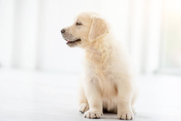 istock Lovely retriever puppy 1448473783