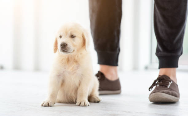 istock Cute puppy at male feet 1448473787