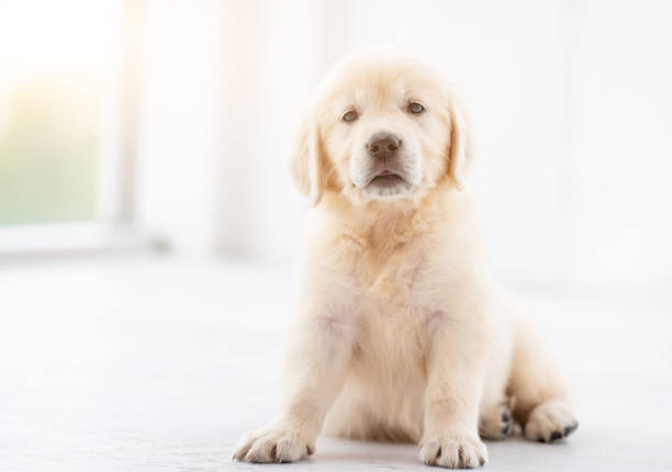 istock Sweet puppy at home 1448473788