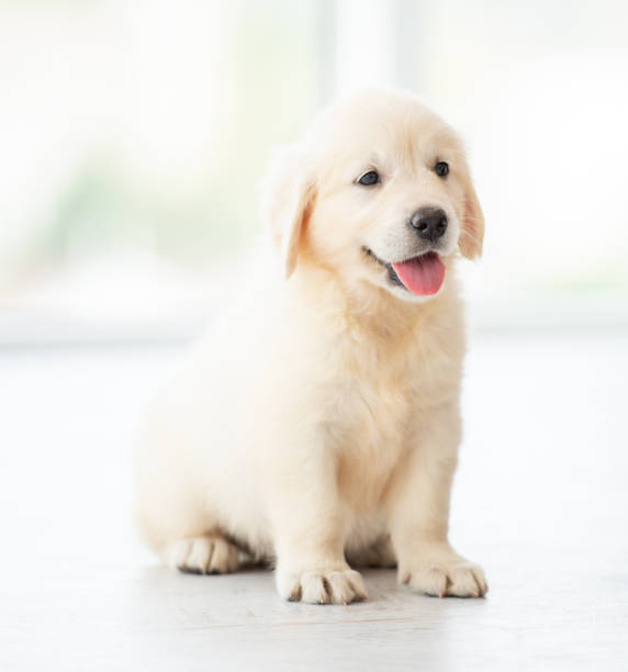 istock Lovely retriever puppy 1448473789