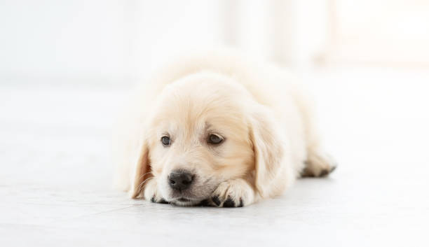 istock Sweet retriever puppy 1448473790