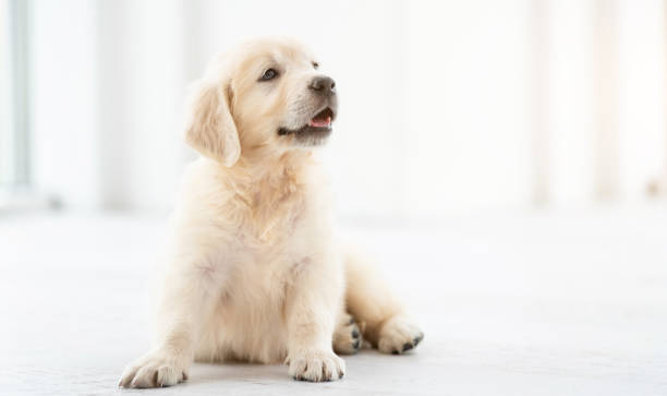 istock Sweet puppy at home 1448473792