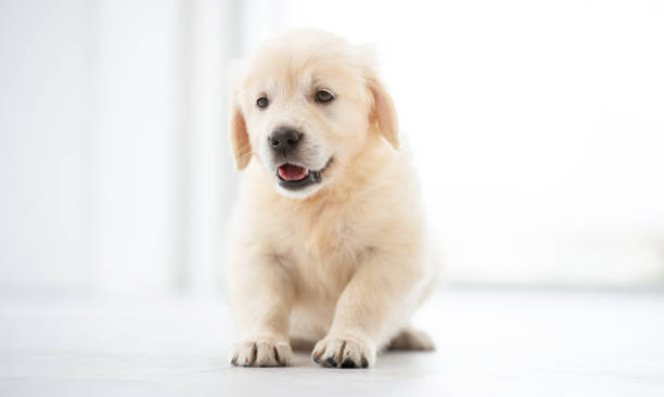 istock Sweet retriever puppy 1448473795