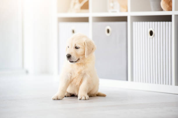 istock Sweet puppy at home 1448473801