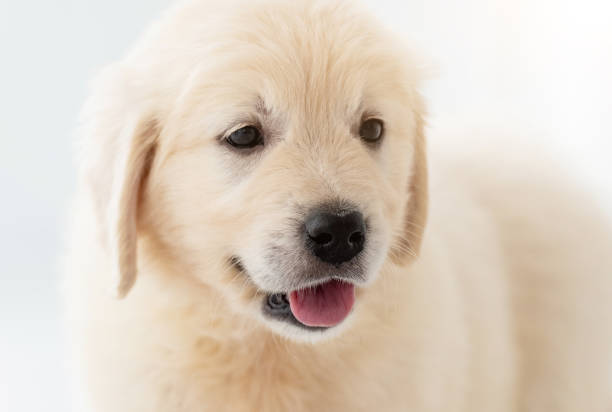 istock Close up view of puppy 1448473802