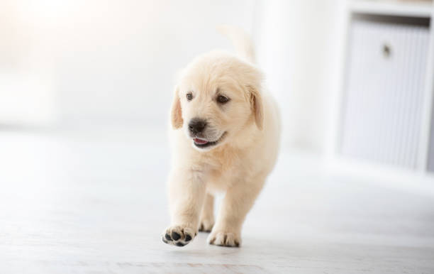 istock Cute puppy standing on floor 1448473807