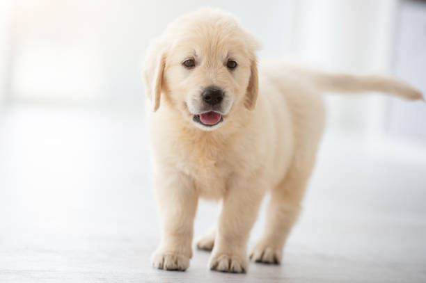 istock Cute puppy standing on floor 1448473809