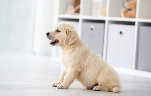 istock Lovely retriever puppy 1448473816