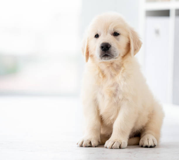 istock Funny retriever puppy 1448473824