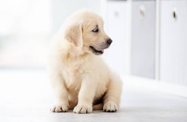 istock Funny retriever puppy 1448473827