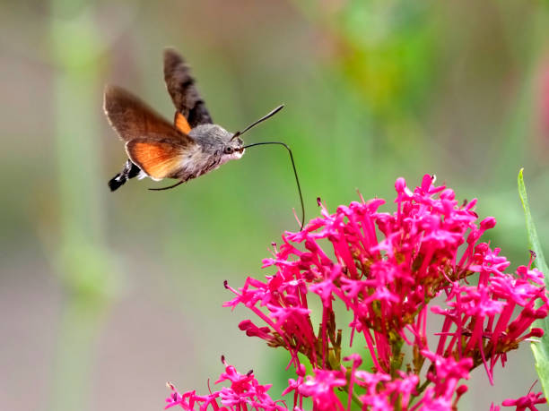 istock Hummingbird Hawk-moth butterfly in flight 1448475141